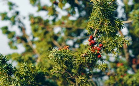 Eibe schneiden im Frühjahr Tipps für Heckenpflanze
