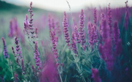 Es gibt mehr als eine Art von Lavendel