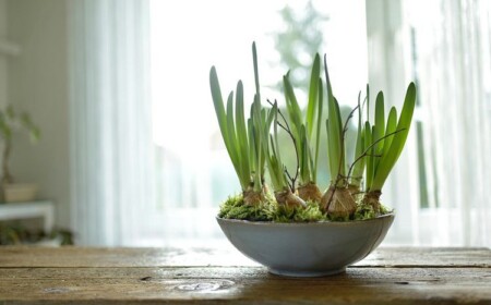 Frühblüher richtig pflegen Tipps