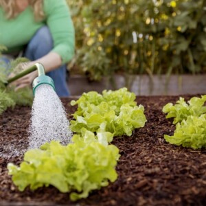 Gartenarbeit im März Tipps für den Nutzgarten