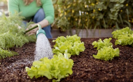 Gartenarbeit im März Tipps für den Nutzgarten