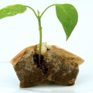 Gebrauchte Teebeutel im Garten verwenden - Samen in Tee pflanzen