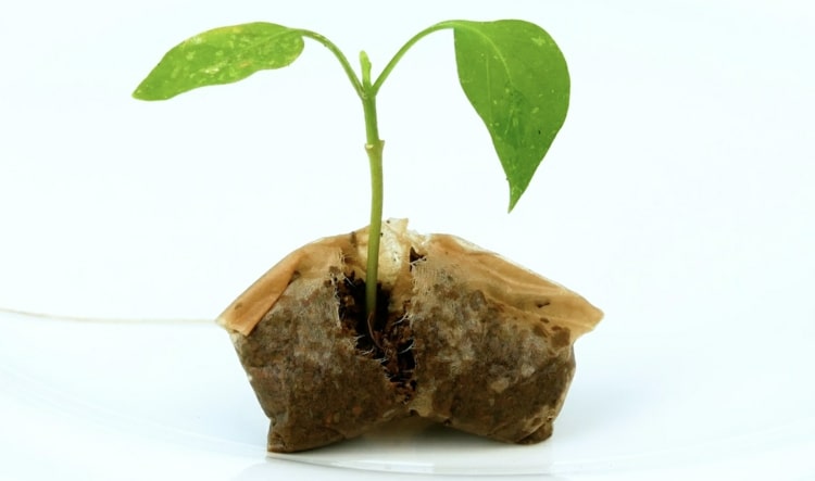 Gebrauchte Teebeutel im Garten verwenden - Samen in Tee pflanzen