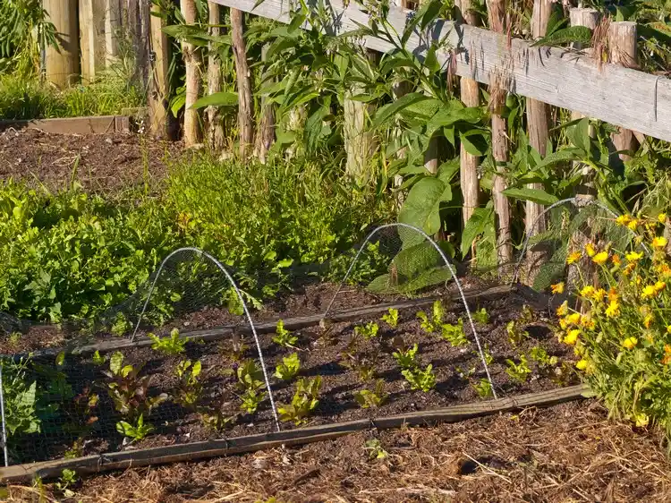 Gemüse anbauen im Nutzgarten Pflege-Tipps