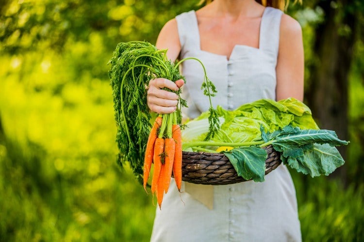Gemüse im eigenen Garten anbauen Tipps für umweltfreundliches Gärtnern