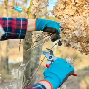 Hortensien schneiden im Frühjahr richtige Pflege für lange Blütezeit