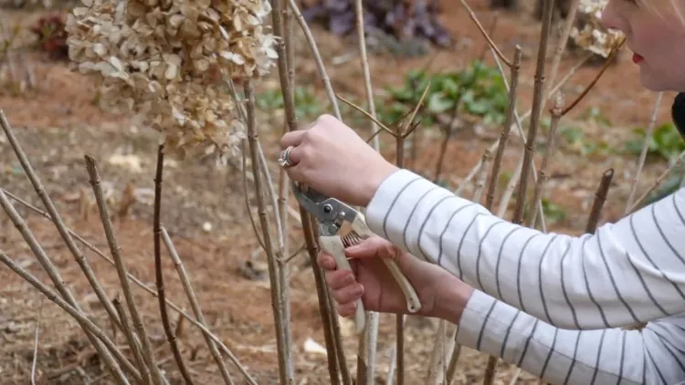 Hortensien schneiden wann und wie ist richtige Schnitttechnik