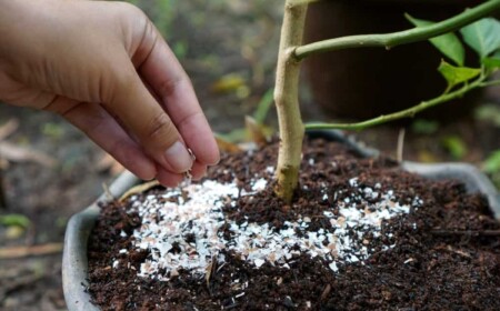 Kalkdünger selber herstellen aus Eierschalen