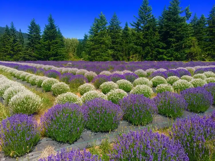 Lavendel gehört zu den beliebtesten Gartenpflanzen