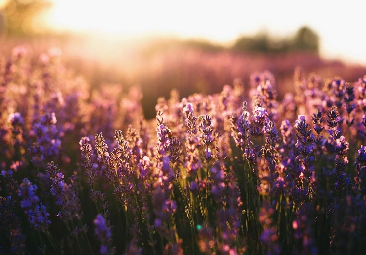 Lavendel hat medizinische und heilende Eigenschaften