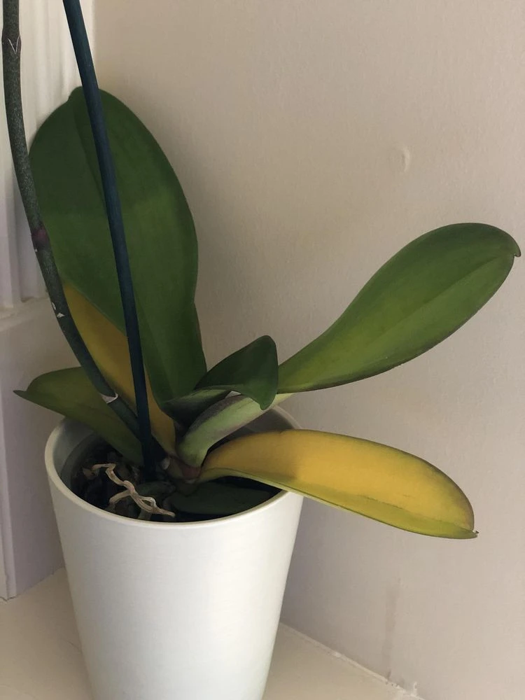 Neue Orchidee bekommt gelbe Blätter was tun