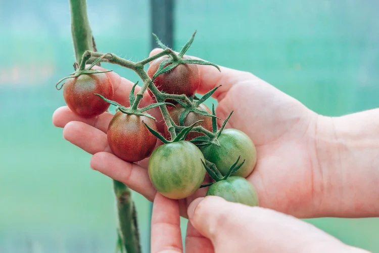 Obst und Gemüse ohne Pestiziden pflegen im eigenen Garten