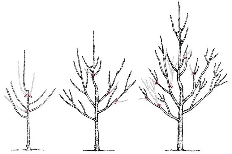 Obstbäume im Frühjahr schneiden wie Skizze