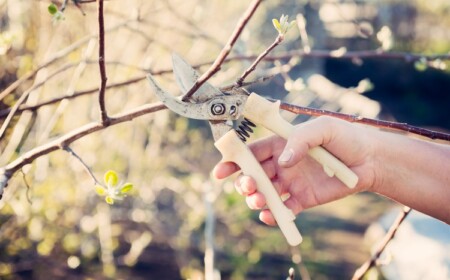 Obstbäume schneiden wann richtig Zeitpunkt