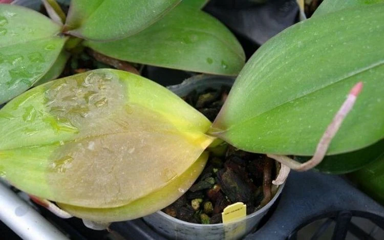Orchidee hat gelbe Blätter Ursache falsche Temperatur