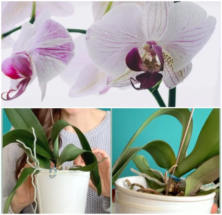 Orchidee mit Hausmitteln düngen