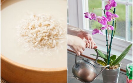 Reiswasser für Orchideen