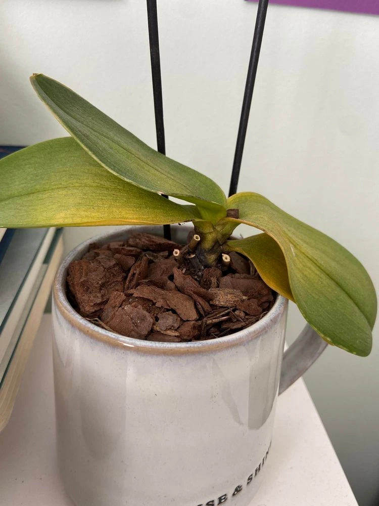 Orchideen Blätter vergilben nach Umtopfen
