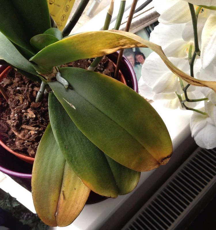 Orchideen Krankheiten verursachen gelbe Blätter