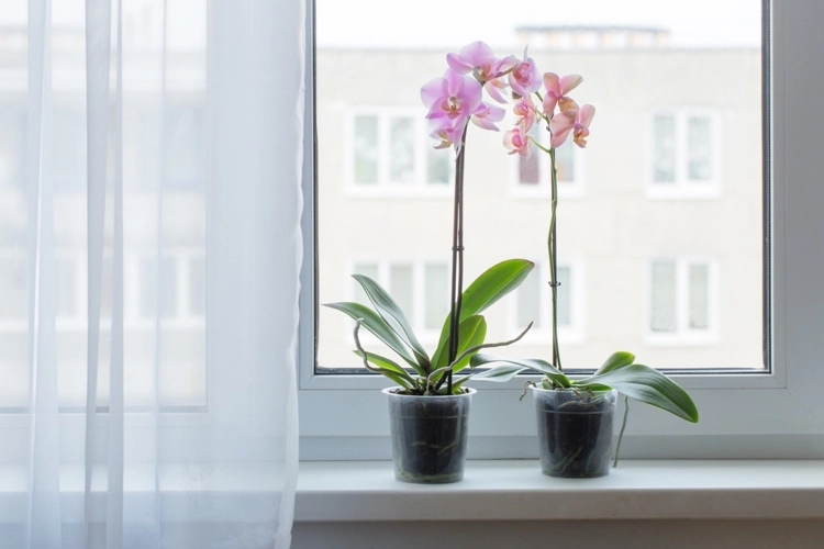Orchideen auf der Fensterbank