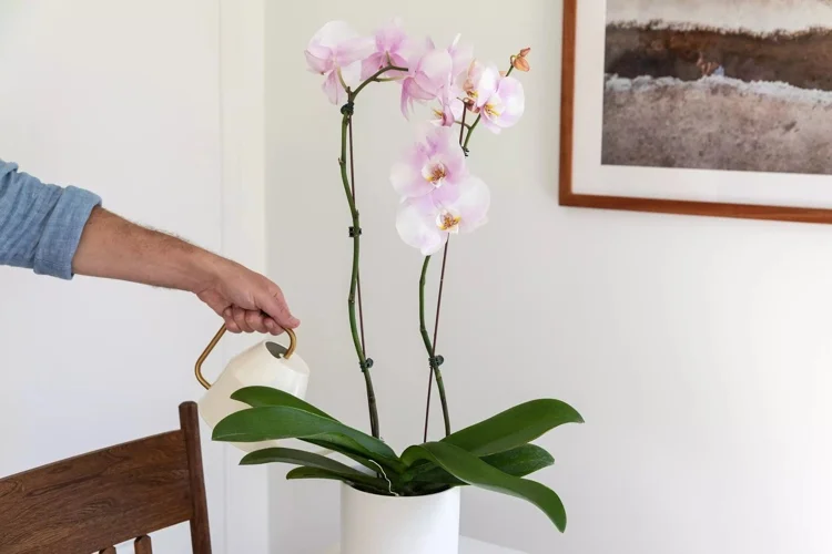 Orchideen mit Tee gießen