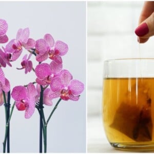 Orchideen düngen mit Tee