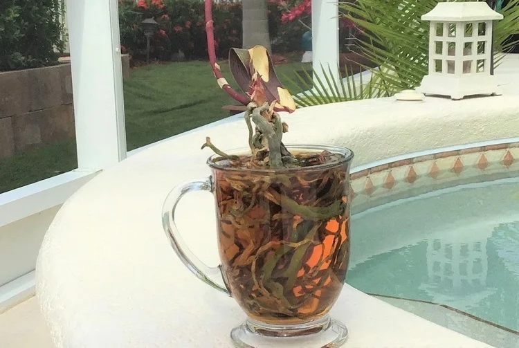 Orchideenwurzeln in Tee einweichen