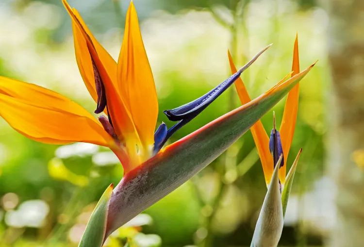 Paradiesvogelblume überwintern Zimmerpflanzen 2022
