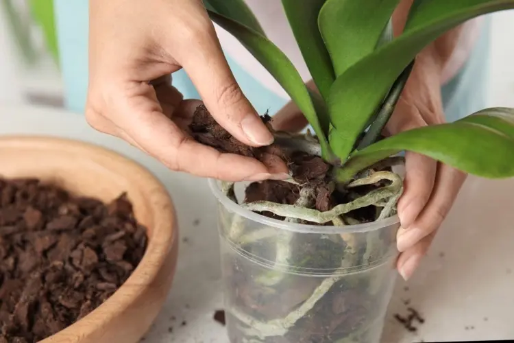 Pilze im Orchideentopf vermeiden mit Knoblauchwasser