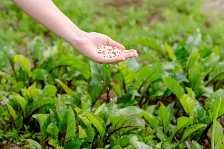 Stickstoff (N) fördert das vegetative Wachstum Blätter und Pflanzentriebe