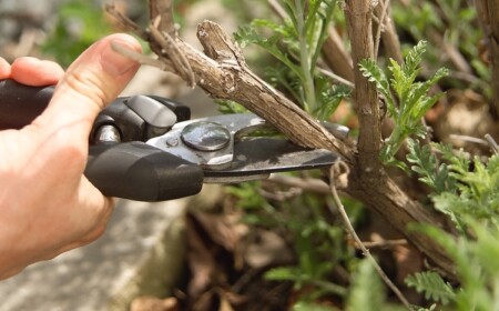 Sträucher schneiden