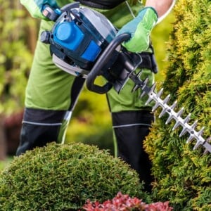 Thuja schneiden mit nützlichen Tipps für Hobby Gärtner