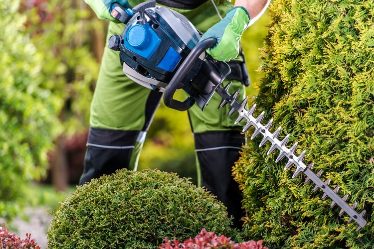 Thuja schneiden mit nützlichen Tipps für Hobby Gärtner