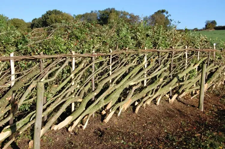 Totholzhecke selber bauen als Alternative zu Heckenpflanzen