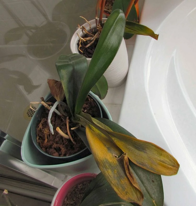 Warum werden Orchideen Blätter gelb und schrumpelig