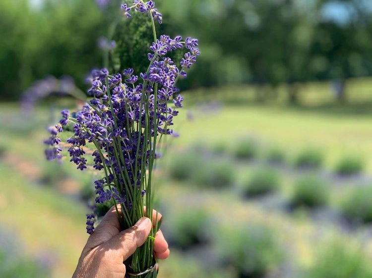 Lavendel schneiden im Frühjahr: Tipps, wie man es richtig machen sollte
