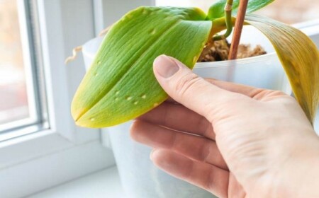 Orchidee gelbe Blätter