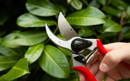 Wie und wann Kirschlorbeer schneiden - Zu welcher Jahreszeit und womit