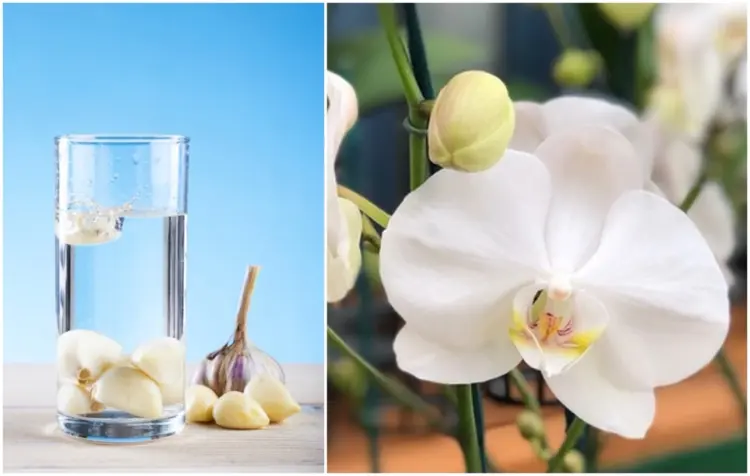 Wofür ist Knoblauchwasser bei Orchideen gut