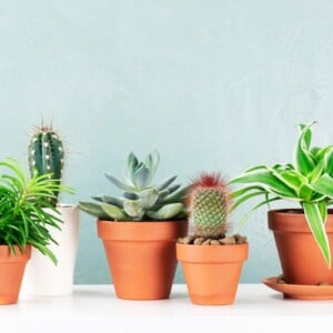 Zimmerpflanzen 2022 pflegeleichte Pflanzen für Zuhause