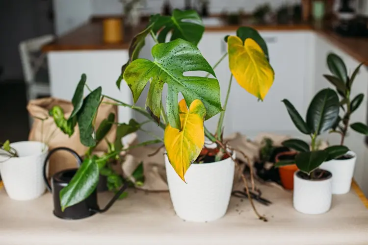 Zimmerpflanzen mit gelben Blättern
