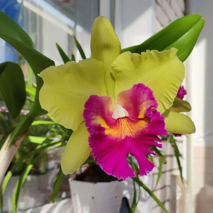 Zu welcher Jahreszeit blühen Cattleya-Orchideen