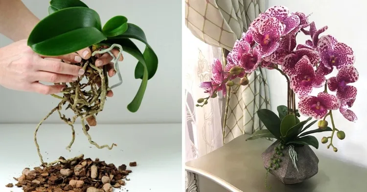 blühende Orchidee niemals umtopfen