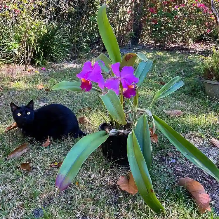 cattleya orchidee bekommt violette flecken an den blättern