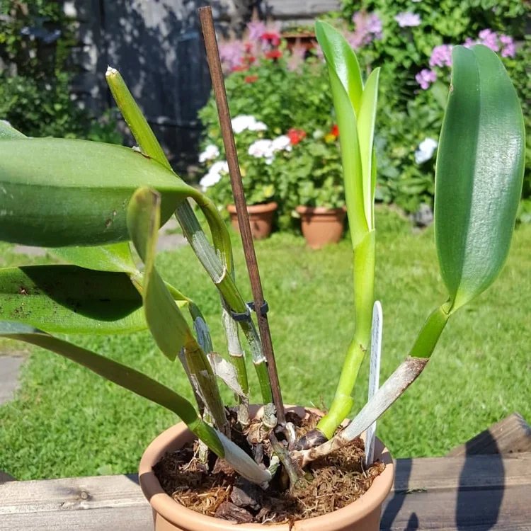 cattleya orchidee blüht nicht