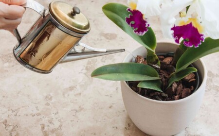 cattleya orchidee richtig gießen
