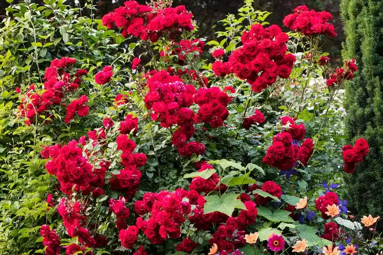 englische Rosen zurückschneiden wie Edelrosen im Frühjahr pflegen