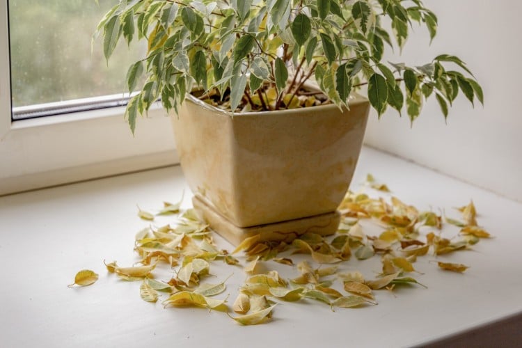 gelbe Blätter an Zimmerpflanzen abfallen was tun