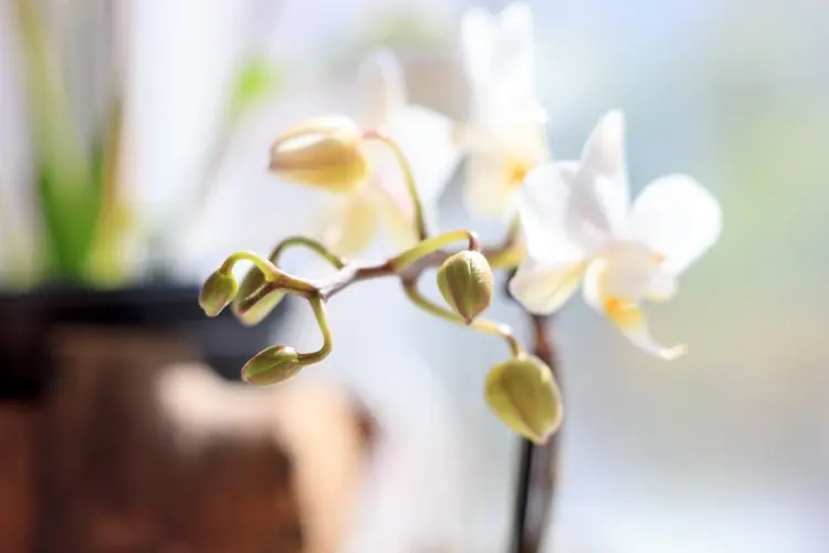 gesunde Phalaenopsis Orchideen Knospen