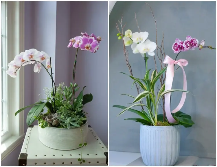 kann man 2 orchideen zusammen pflanzen